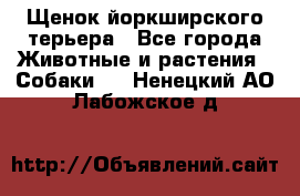 Щенок йоркширского терьера - Все города Животные и растения » Собаки   . Ненецкий АО,Лабожское д.
